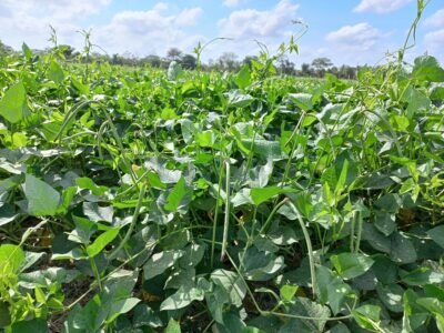 Rabolargo-ElVichal-fríjolcaupísembrado