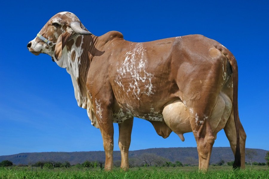 Subastar-VíaLáctea1