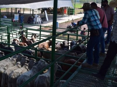 Subastas-1° GRAN SUBASTA DE ANIVERSARIO - SAN ALBERTO (CESAR) - 3 (2)