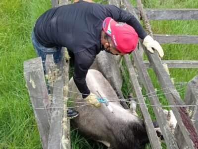 Vacunación-aftosa-cicloadicional-Venezuela (2)