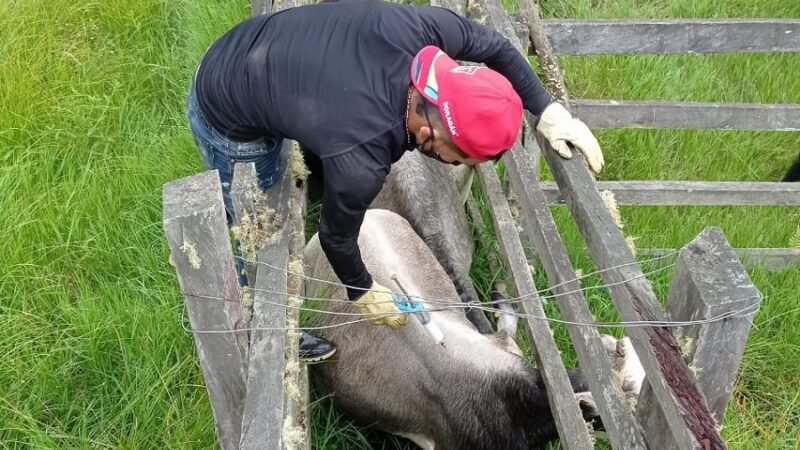 Vacunación-aftosa-cicloadicional-Venezuela (2)