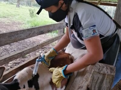 Vacunacióncontraaftosa-mujervacunando (2)