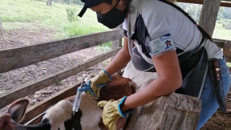 Vacunacióncontraaftosa-mujervacunando (2)