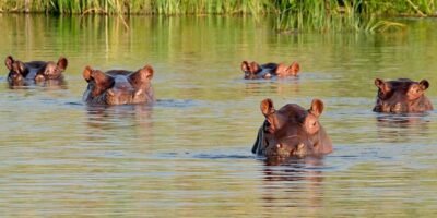 hipopotamos-2-n