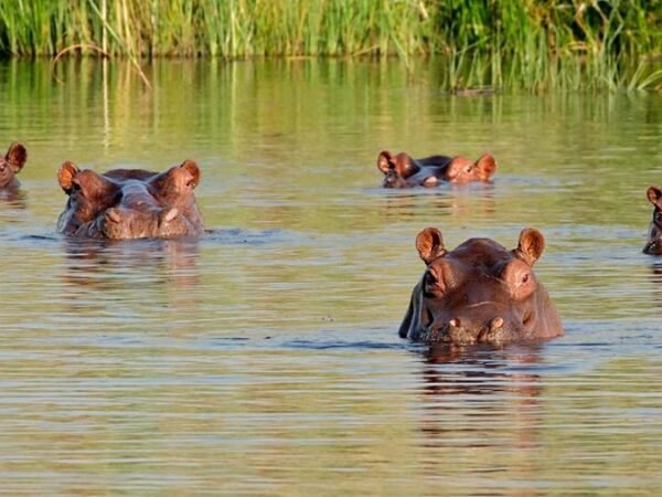 hipopotamos-2-n
