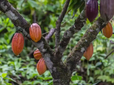 Alcacao-concursodecacao-muestracacao
