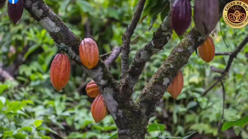 Alcacao-concursodecacao-muestracacao