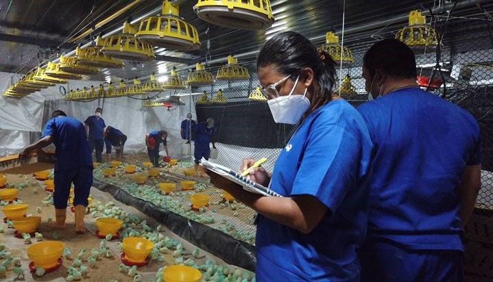 Cargill-Operaria Granja de Reproducción El Vínculo - Cargill