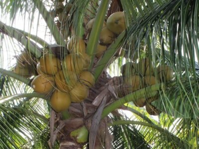 CocoenPuertoEscondido (2)