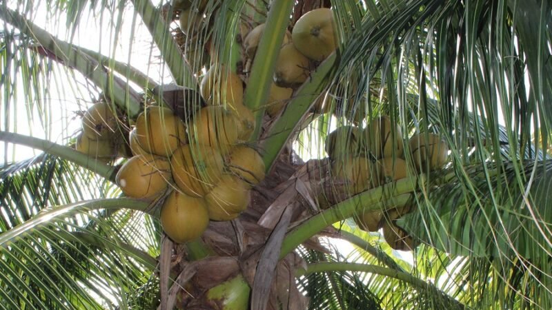 CocoenPuertoEscondido (2)