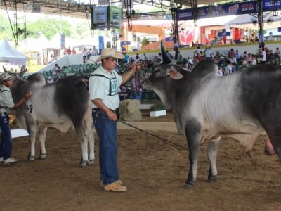 Coliseo-Feria-JuzgamientosBrahman-Gyr-Guzerá-Ovinos (27)