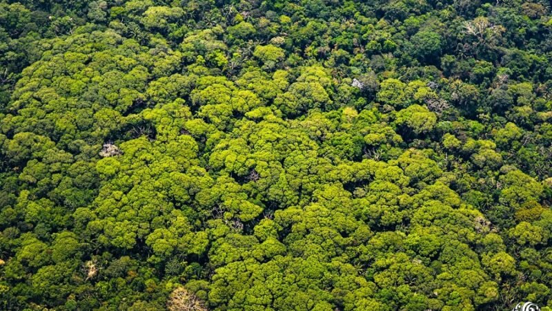 Fedepalma-deforestación-estudio