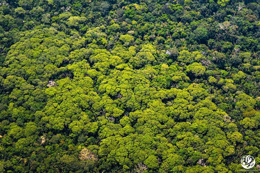 Fedepalma-deforestación-estudio