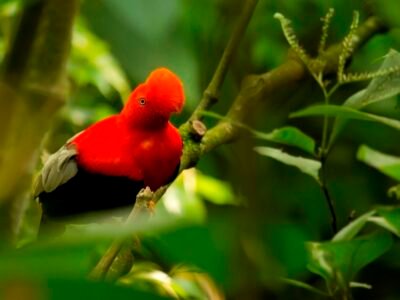 Gallito-de-Roca-Rupicola-peruvianus-Cock-of-the-Rock