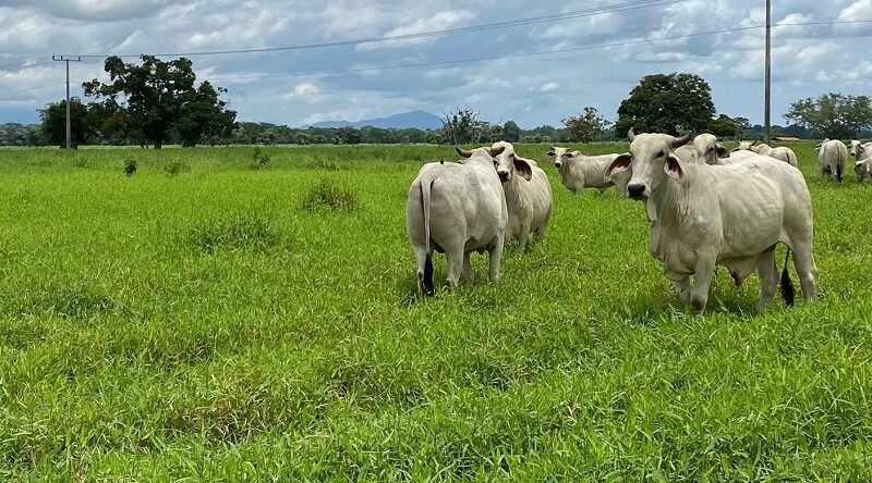 Ganadoconpastoverde (2)