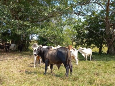 GanadodeBuenavista (2)