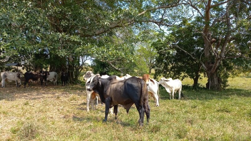 GanadodeBuenavista (2)