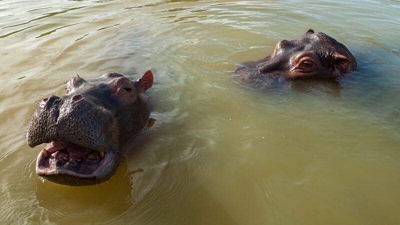 Hipopótamo-FelipeVillegasVélez (2)