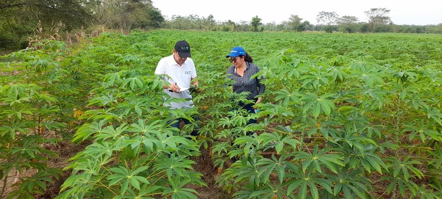 ICA-semillasdeyuca-Córdoba