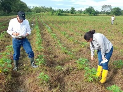 ICA-semillasdeyuca-Córdoba7