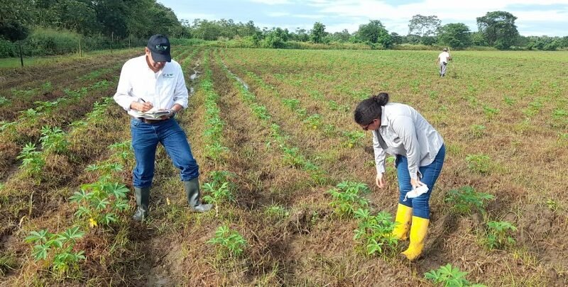 ICA-semillasdeyuca-Córdoba7