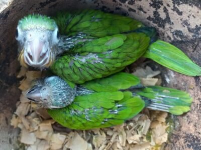 Loros-pequeñosconcañones (2)