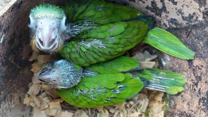 Loros-pequeñosconcañones (2)