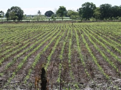 Maíz-reciénsembrado (2)