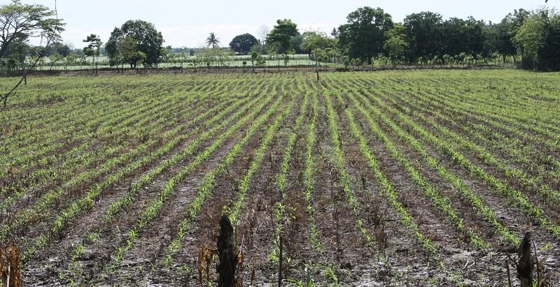 Maíz-reciénsembrado (2)