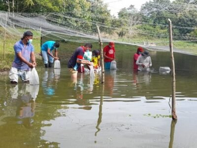 Moñitos-alevinos-siembran1