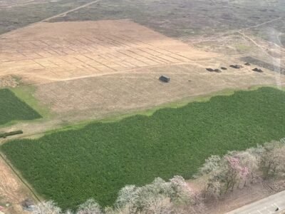 Palma-Lorica-extractoraElGranSinú-Lotedesdearriba (2)