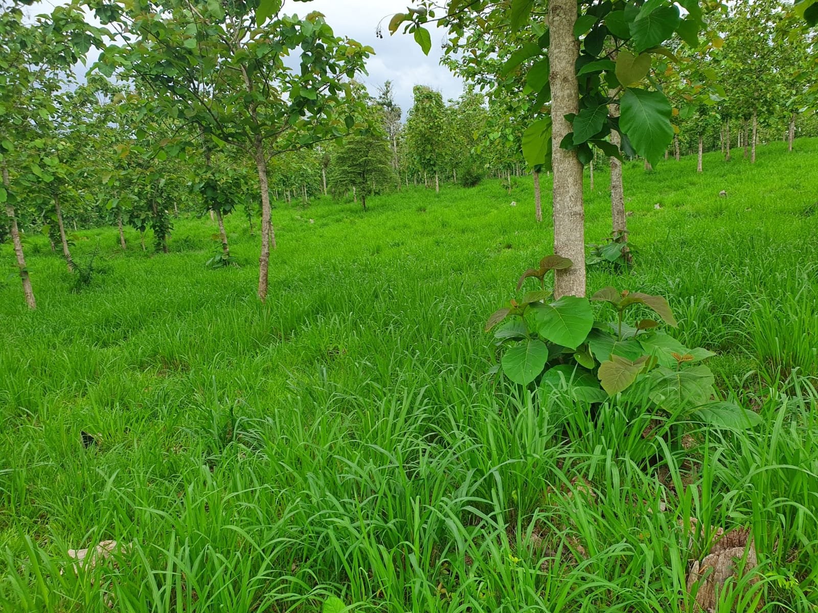 Tabaidá-árbolesreforestacion