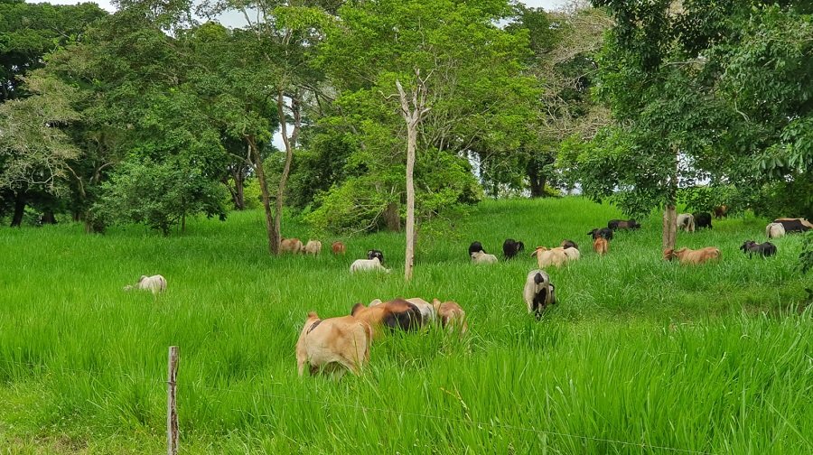Tabaidá-ganadoconsuficientepasto