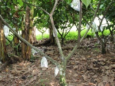 Tierralta-cacaoterosTuisTuis-Manantial (228)