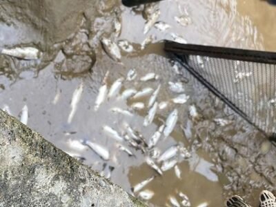 Trucha-ValledelCauca-foto (3)