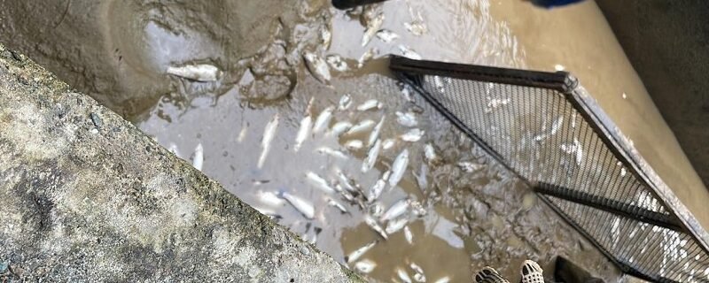 Trucha-ValledelCauca-foto (3)