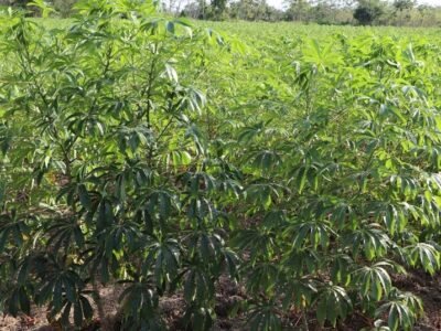 Yuca-paísAgrosavia (2)