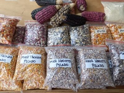 Biosinú-maícescriollos