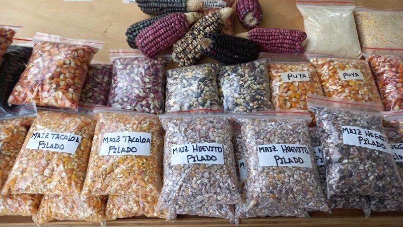 Biosinú-maícescriollos