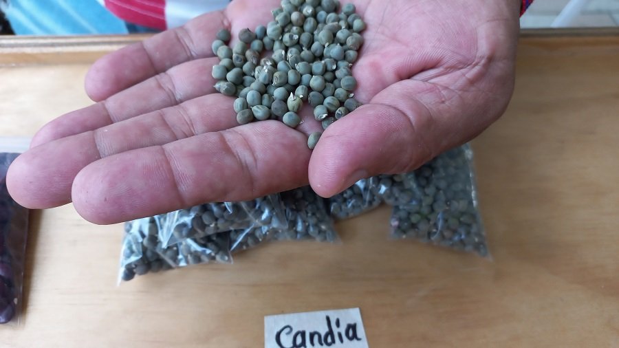 Biosinú-semilladelacandia