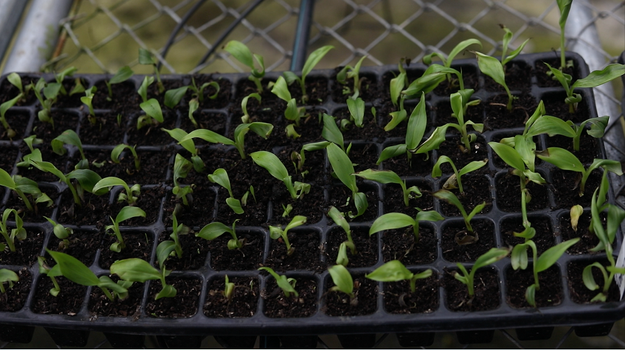 CES-produccióndebananoinvitro-plántulas