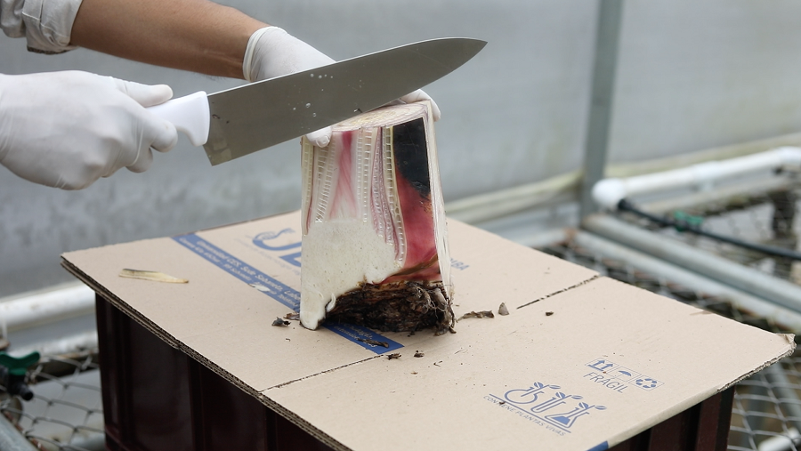 CES-produccióndesemillasdebanano