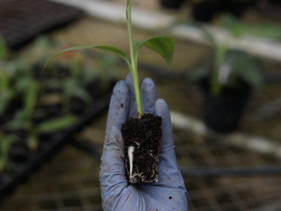 CES-produccióndesemillasdebananoinvitro