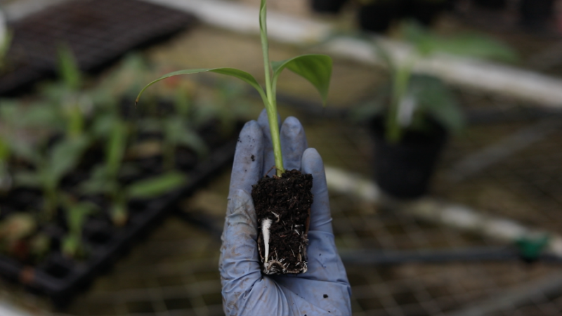 CES-produccióndesemillasdebananoinvitro