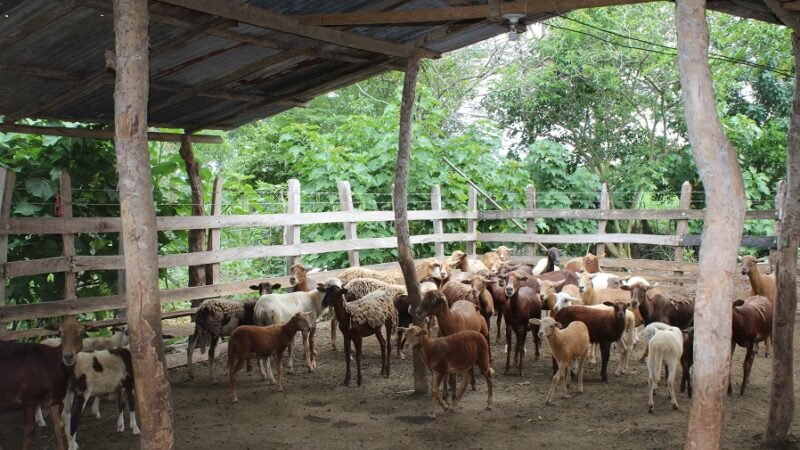 CarnerosSanAndrésdeSotavento-Tuchín-Ctas (140)