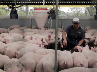 Cerdos-Porkcolombia (2)