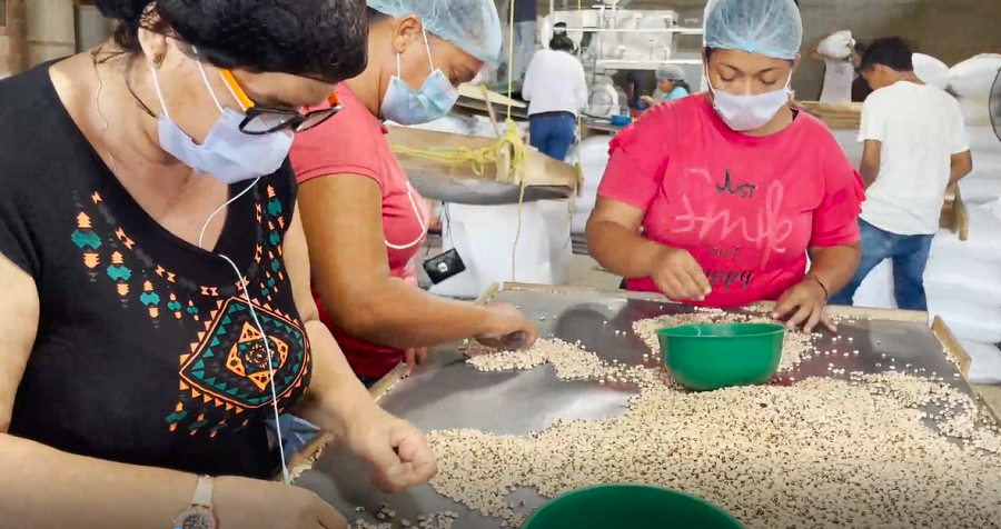 Cereté-fríjolcabecitanegra-clasificación