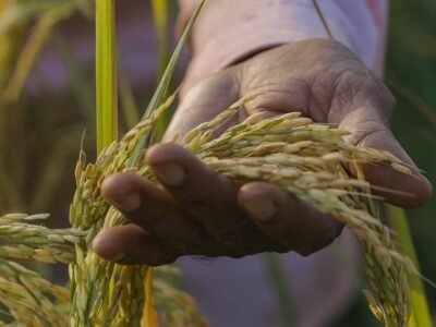 Corteva-Cultivo arroz