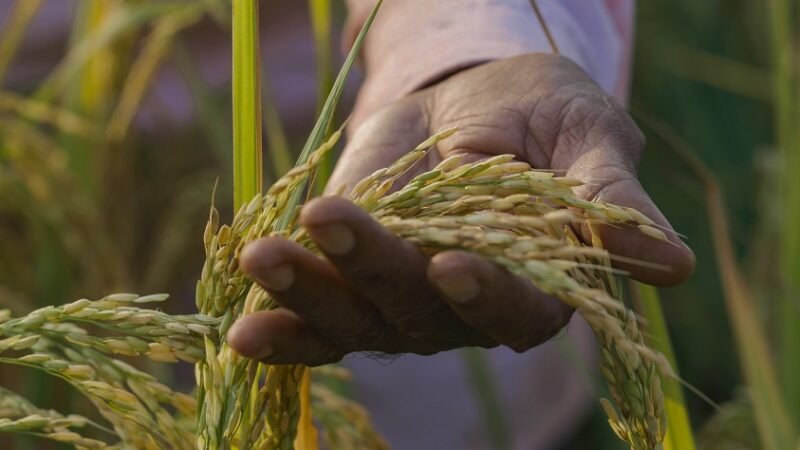 Corteva-Cultivo arroz