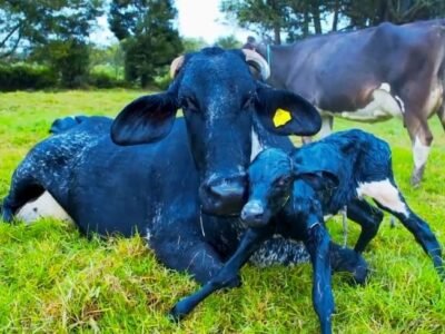 Fedegán-tradiciónganadera-FOTO 8 - Serie web